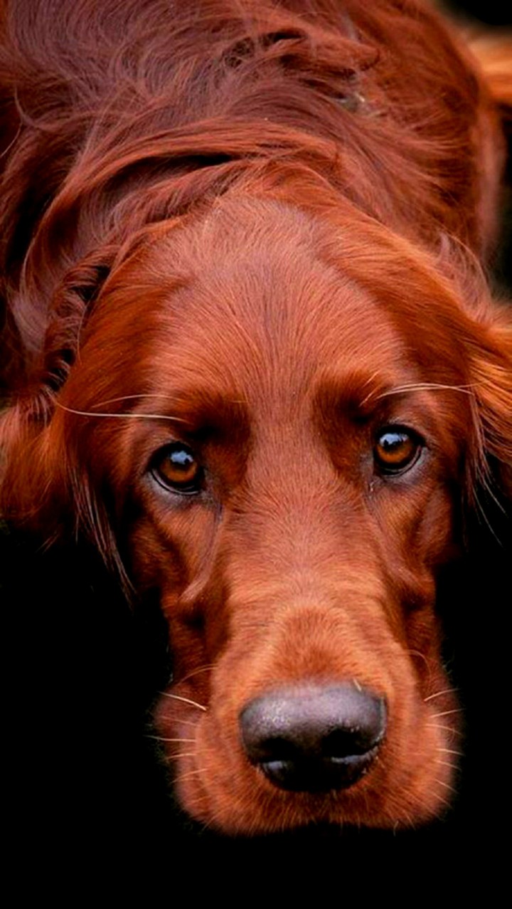 Sad Eyes