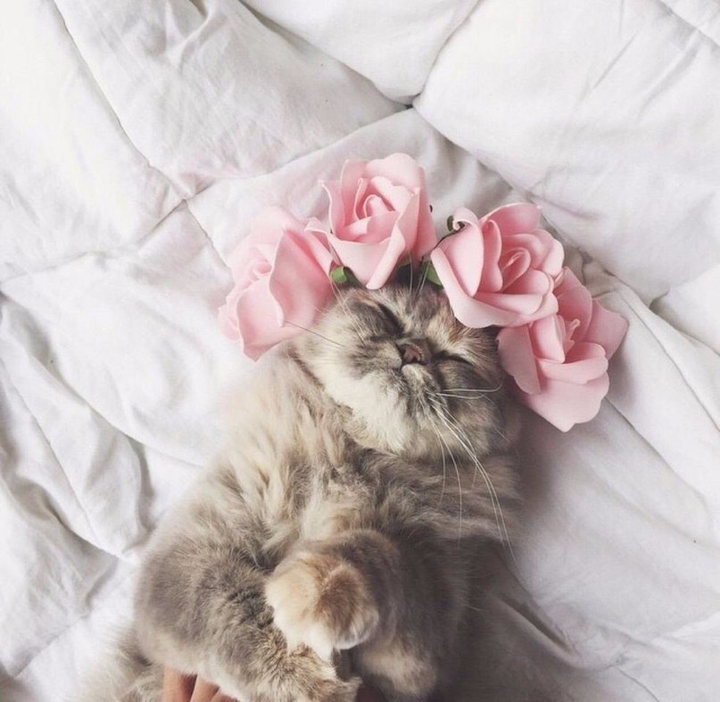 кошка