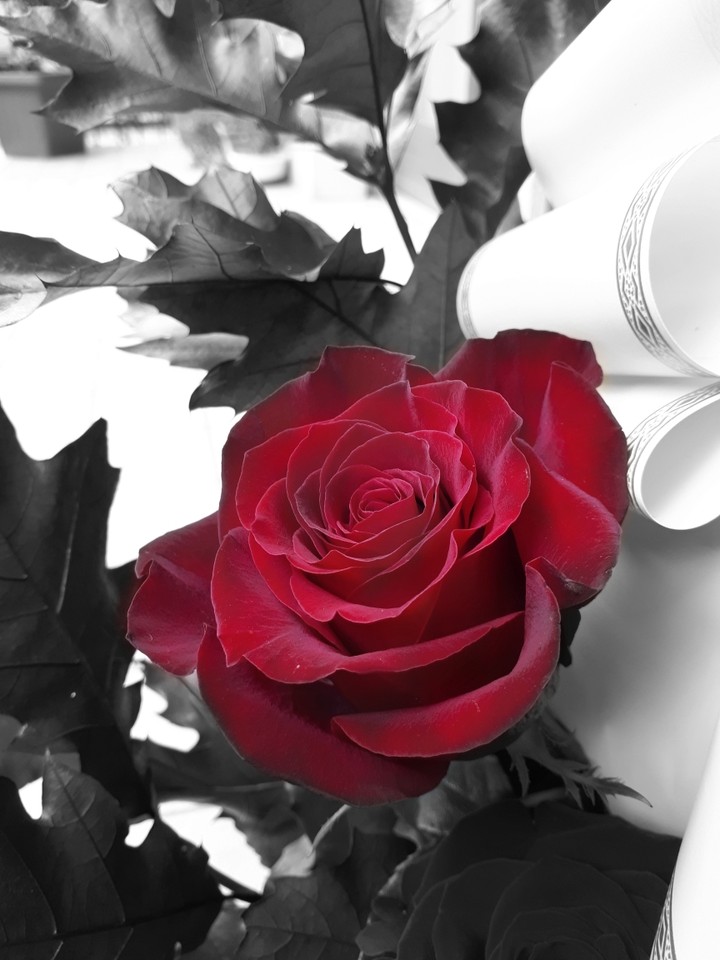 rose