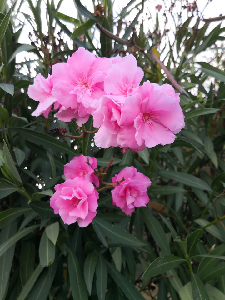 flower