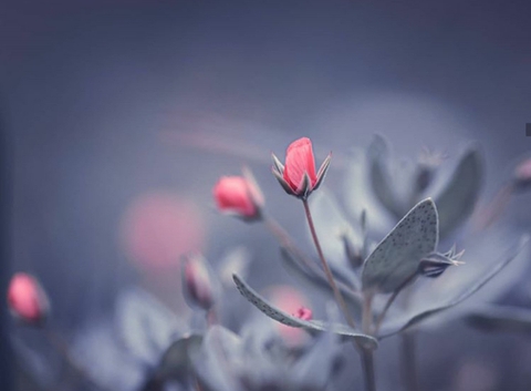 plant, spring वॉलपेपर