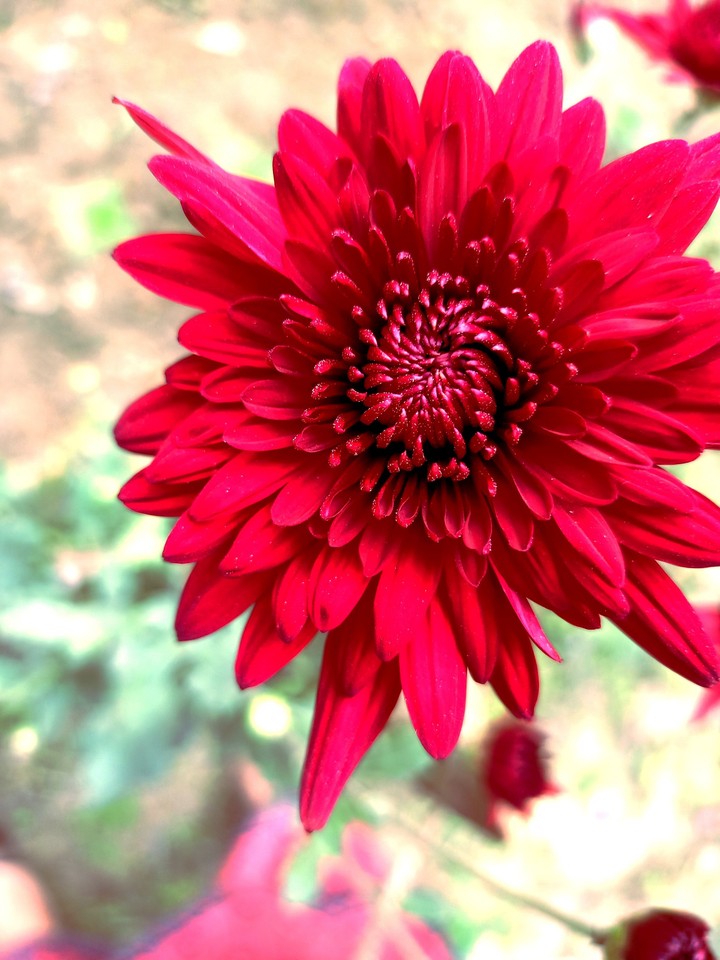 ?Every flower have a soul blooming in ?