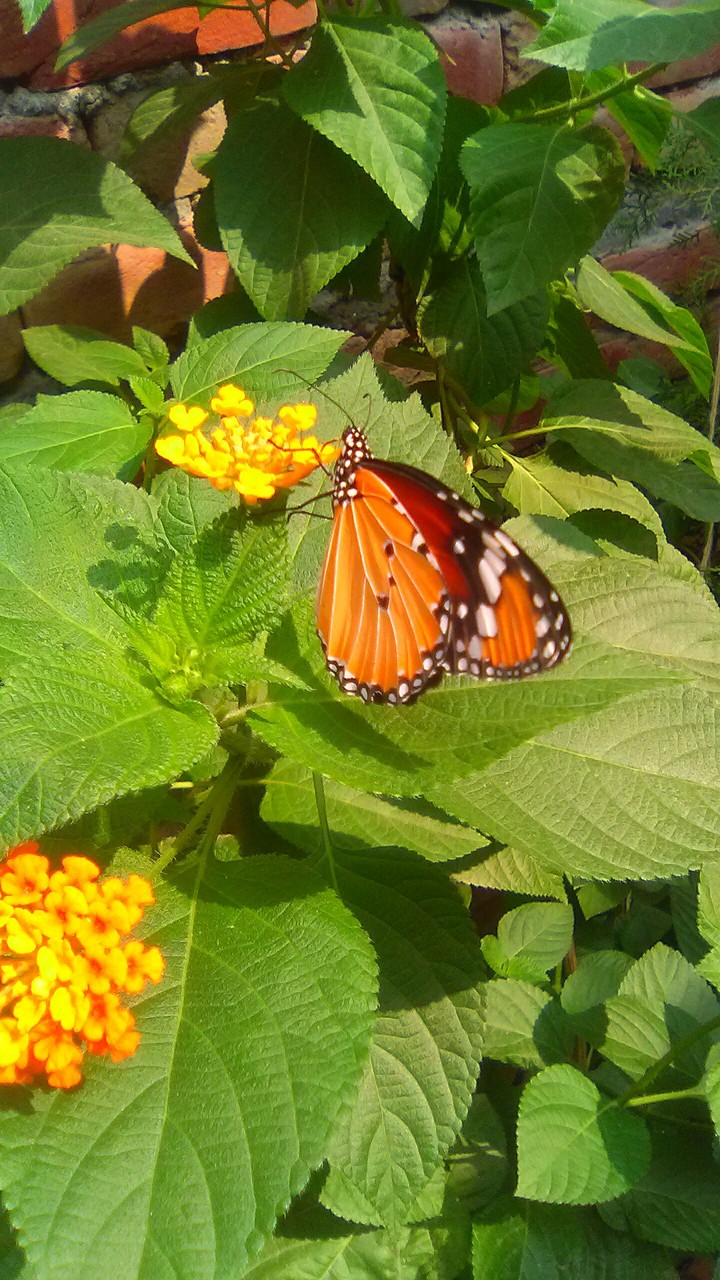 butterfly's.....