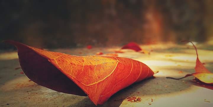 leaf.