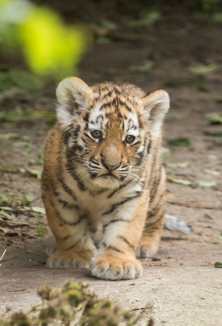 Baby Tiger