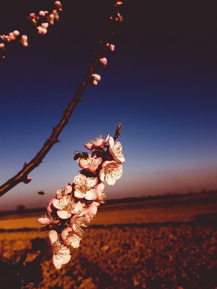 Spring