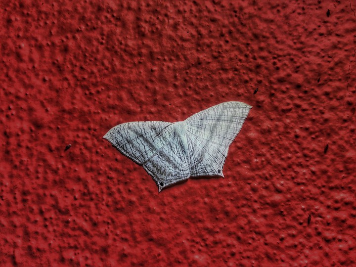butterfly