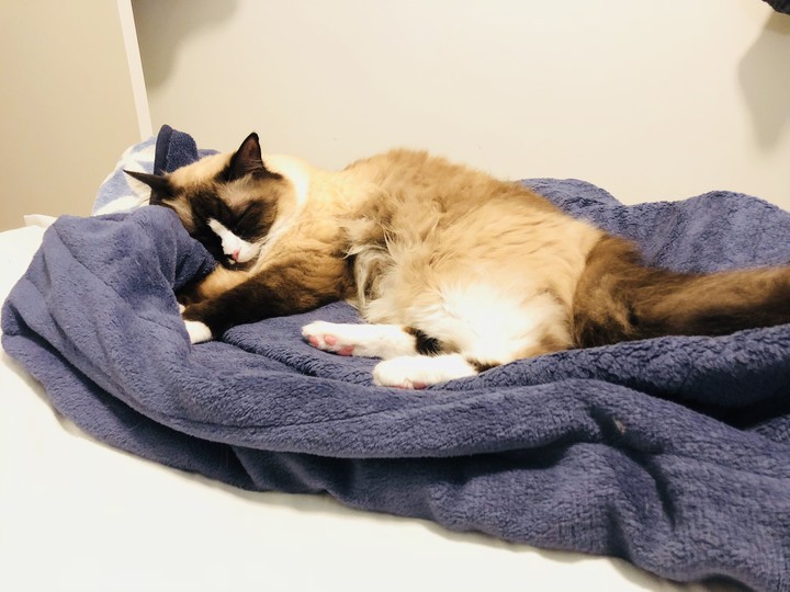 cat