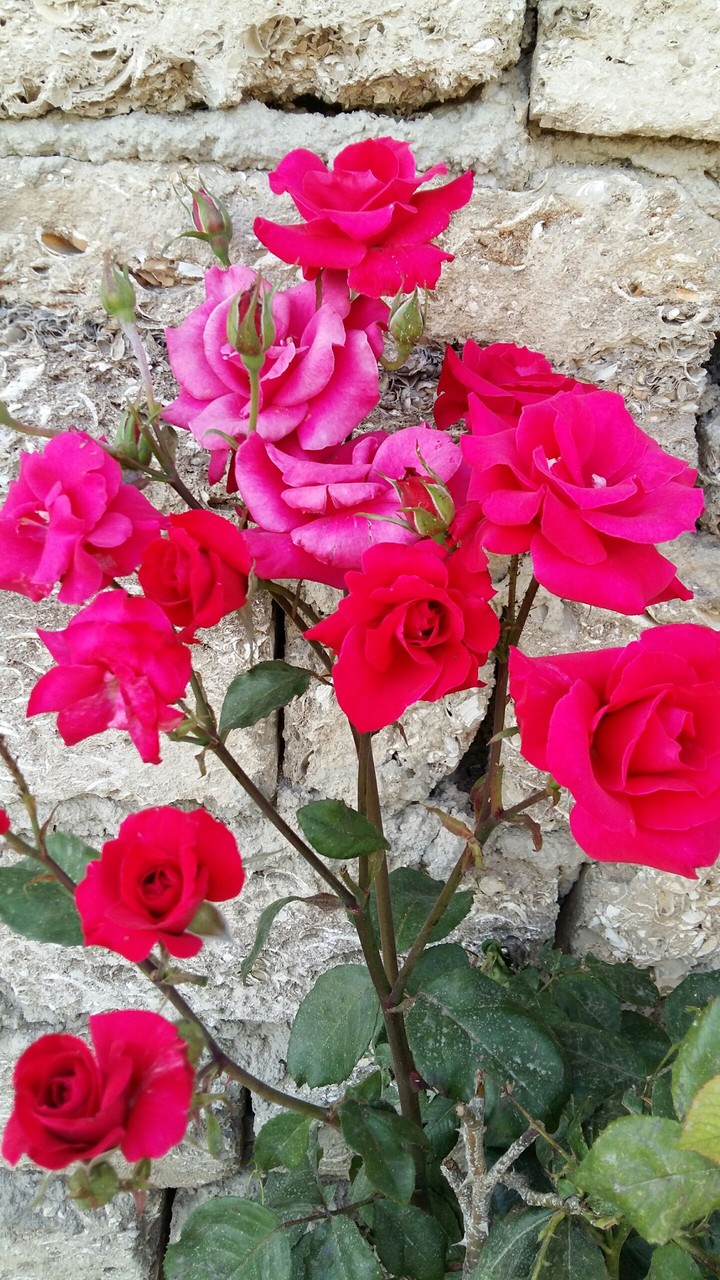 roses