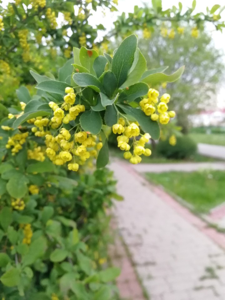 барбарис