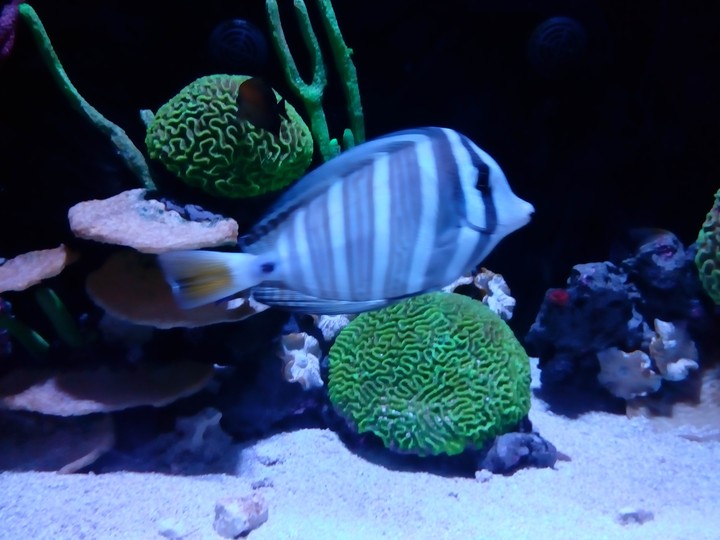 fish