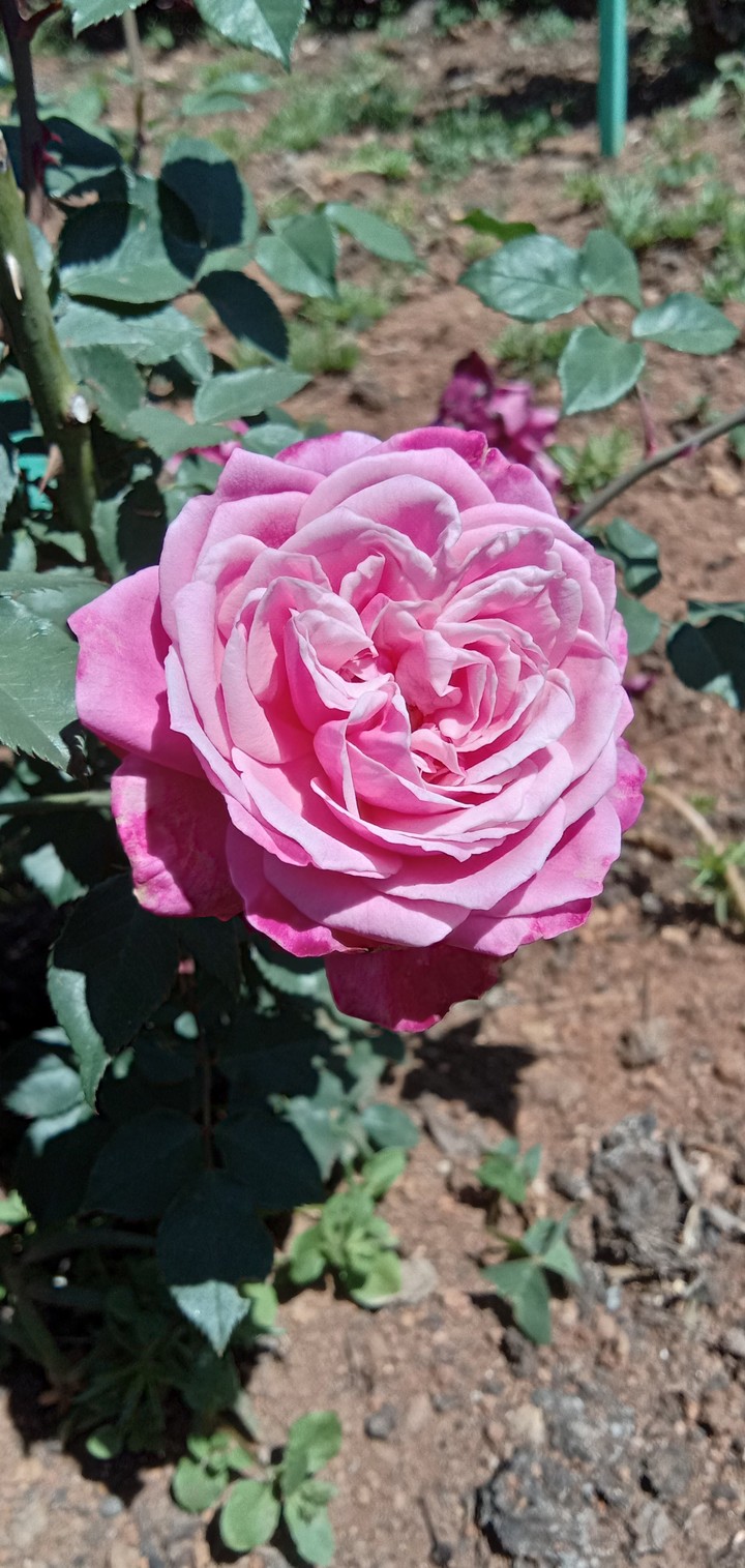 rose garden