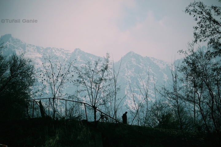 a man walks inside trees in dal lake side