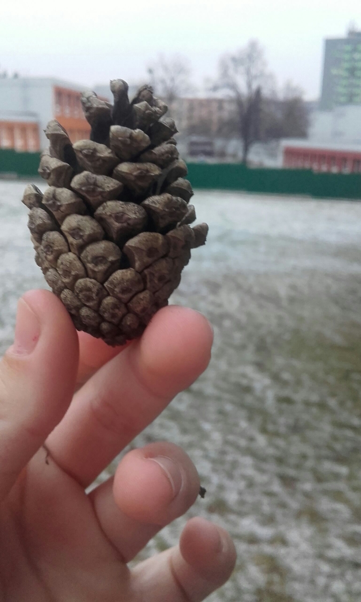 cone and school