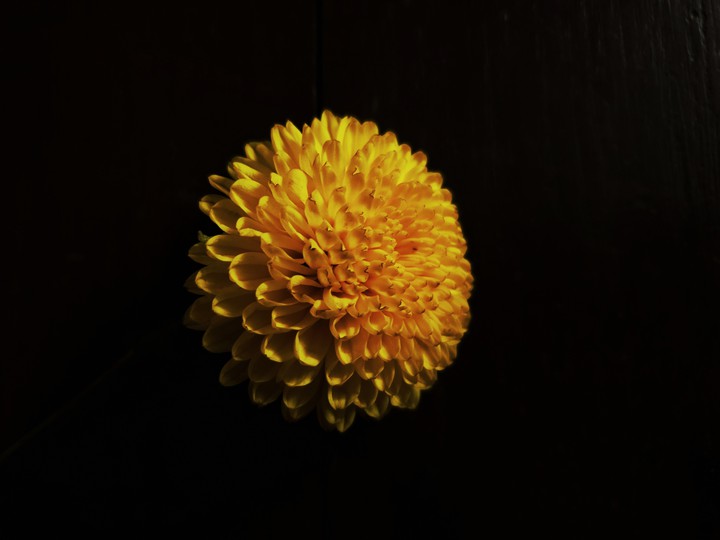 Flower in the dark..