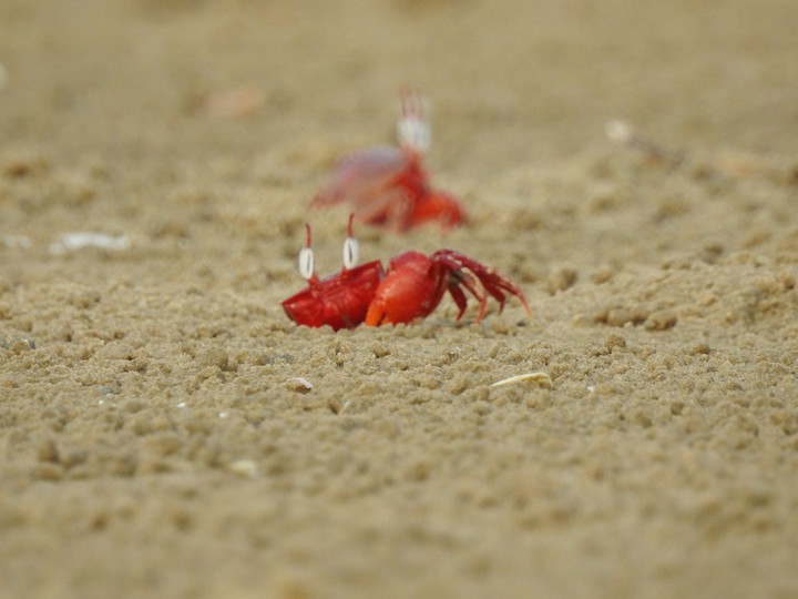 crabs again.. I can't miss it