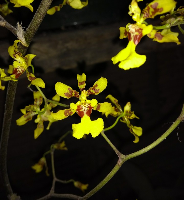 Una pequeña orquídea.