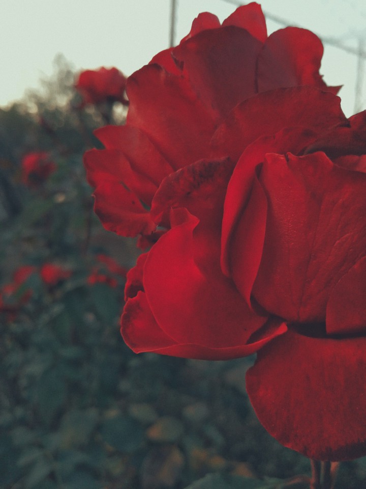 red