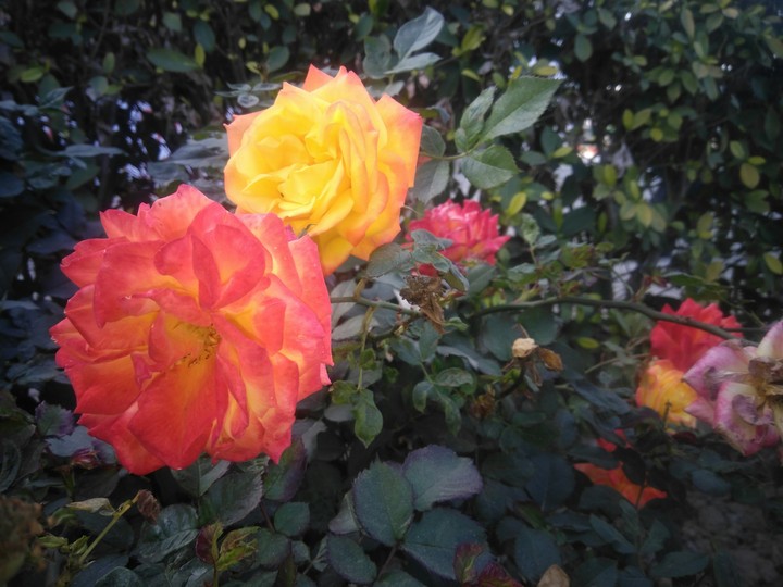 flower