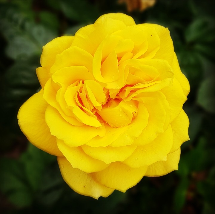 Sun of the flowers