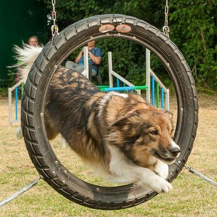 Hunde Katzen ??