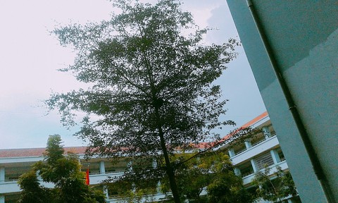 MySchool ❤