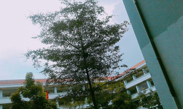 MySchool ❤