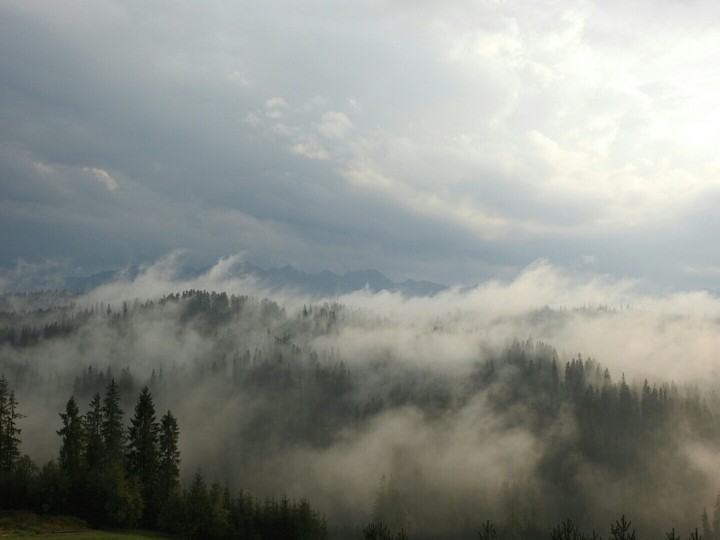 Fog