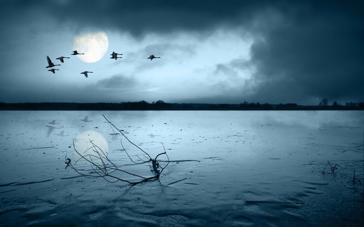 migratory birds