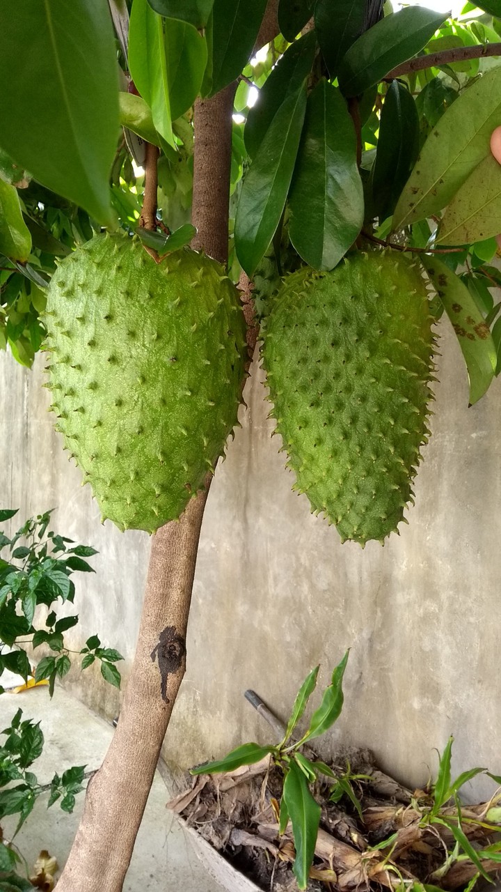 Graviola