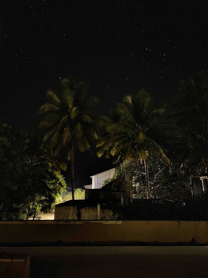 Starry Palms