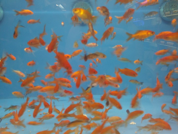 Fishes