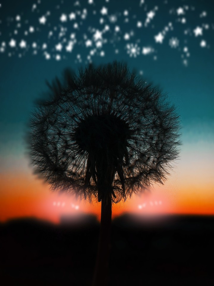 dreams