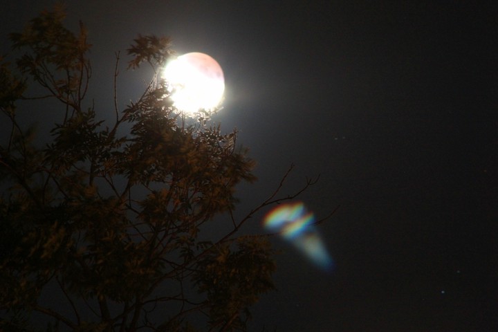 I'm holding you moon ~ Tree