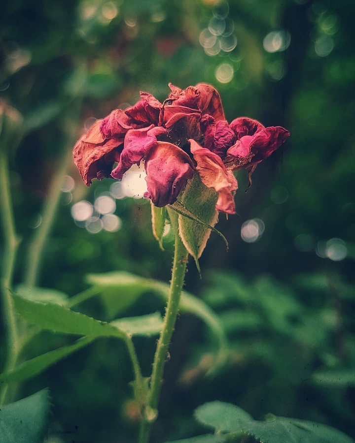 dead blossom