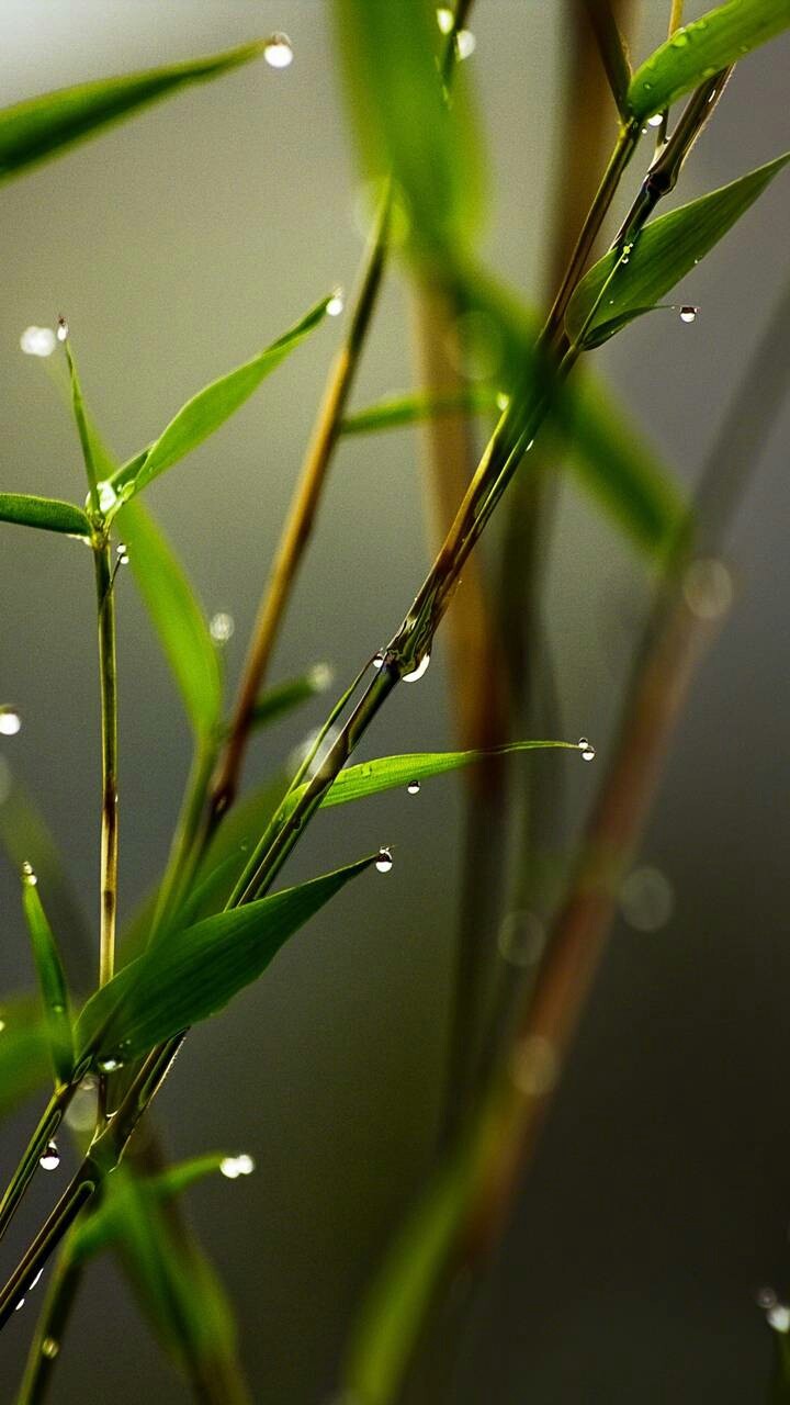 drop