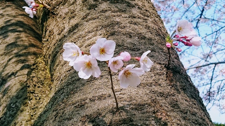 cherry blossom