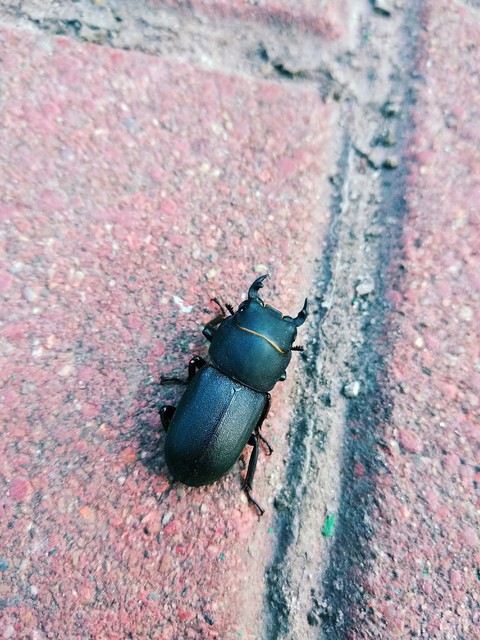 pest, wild wallpapers