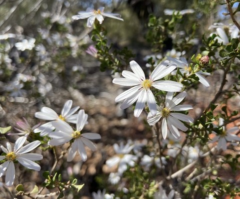 обои petal, eyebright