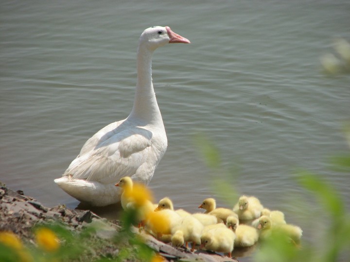 family