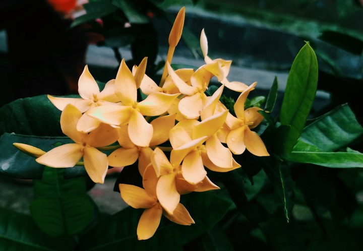 rongon flower