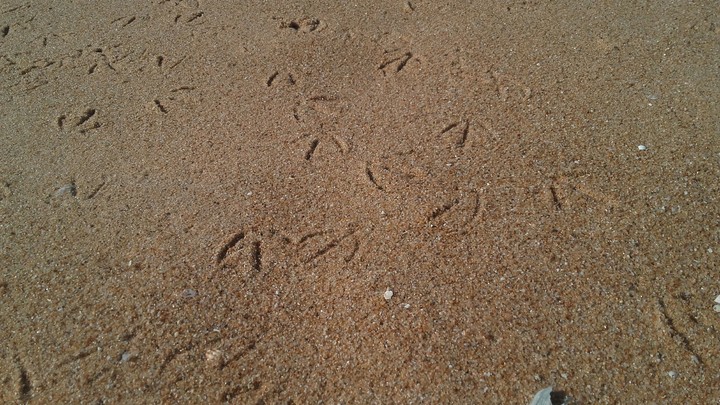 Gaivotas na areia