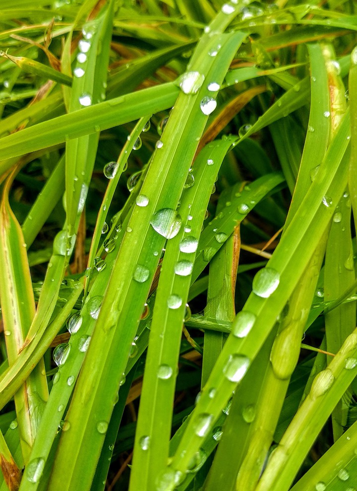 dew on the grass