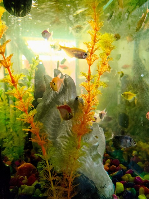 тапети Fin, aquarium