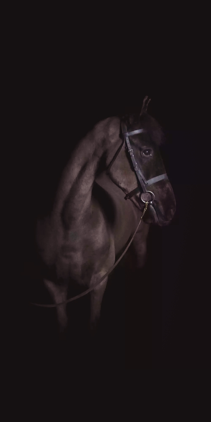dark horse