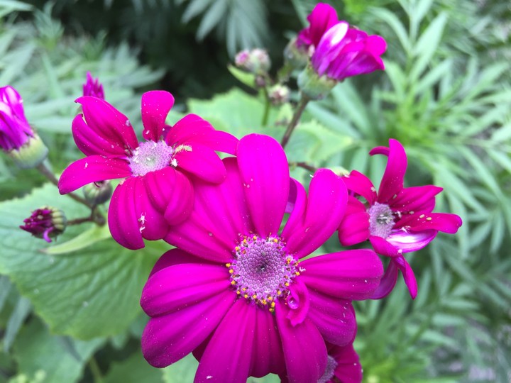 blossom