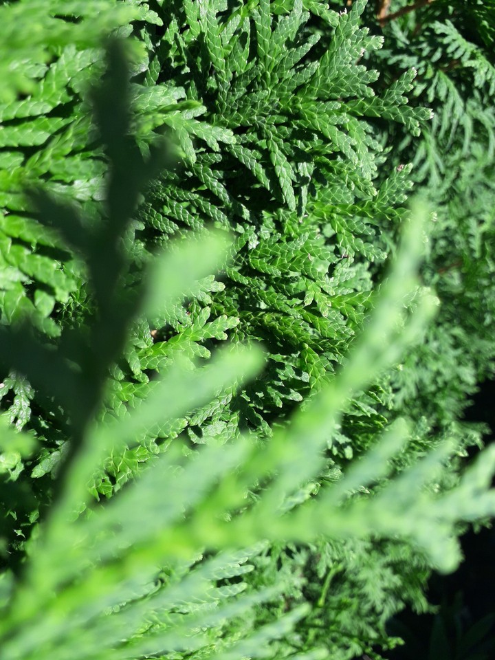 summer green