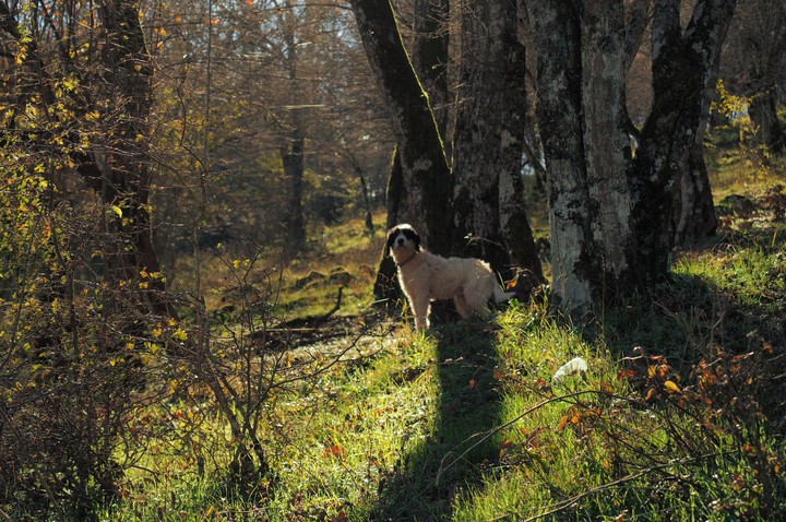nature