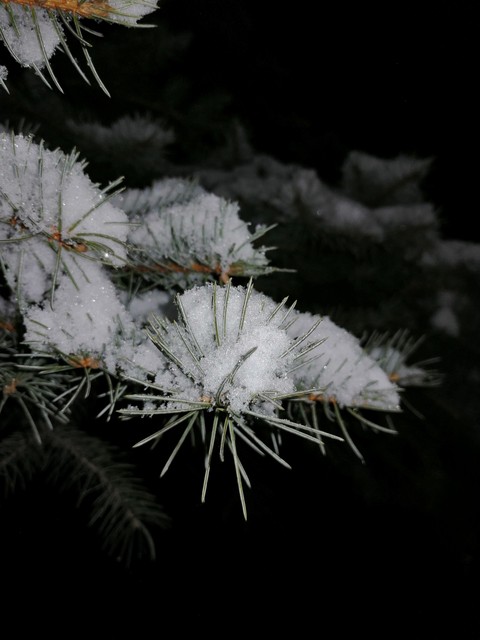 Needles