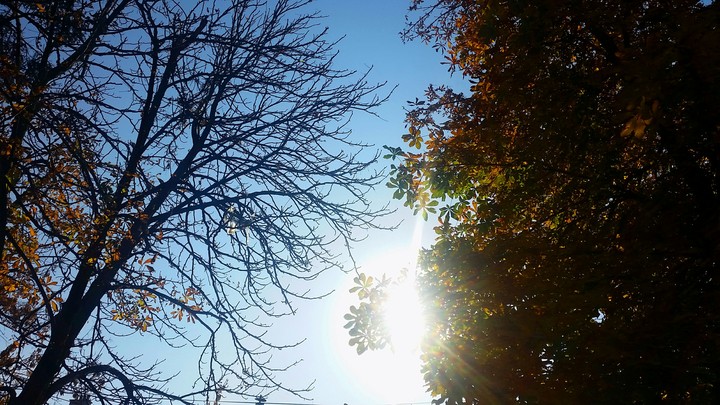 Trees and Sunlight